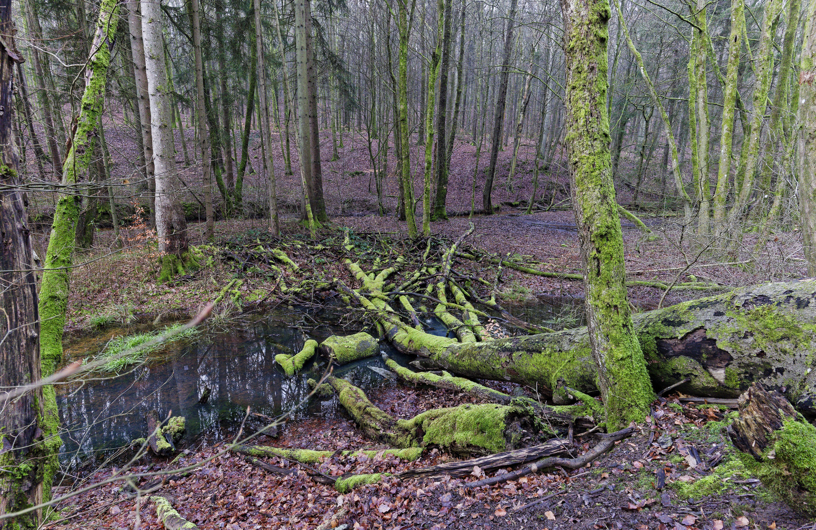 Lebensraum Sumpf, hier: Sumpflandschaft am Netzbach (9)