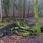 Lebensraum Sumpf, hier: Sumpflandschaft am Netzbach (9)