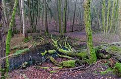 Lebensraum Sumpf, hier: Sumpflandschaft am Netzbach (9)