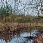 Lebensraum Sumpf, hier: Sumpflandschaft am Netzbach