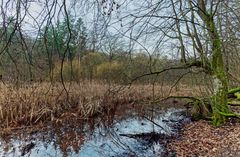 Lebensraum Sumpf, hier: Sumpflandschaft am Netzbach