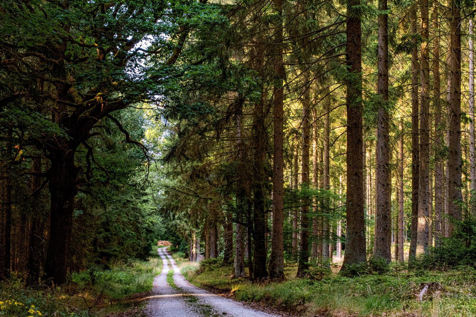 Lebensraum Wald