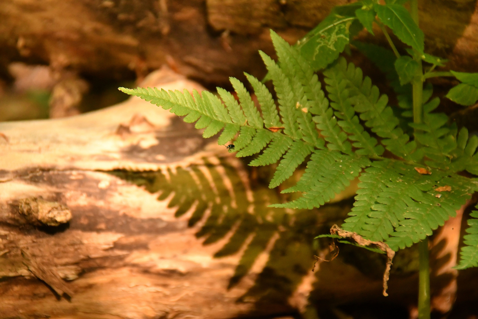 Lebensraum Wald