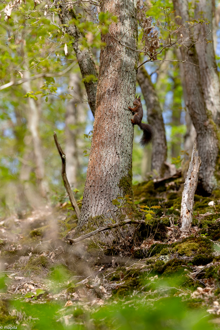 ——— Lebensraum Wald ———