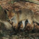 Lebensraum Wald - Rotfuchs-