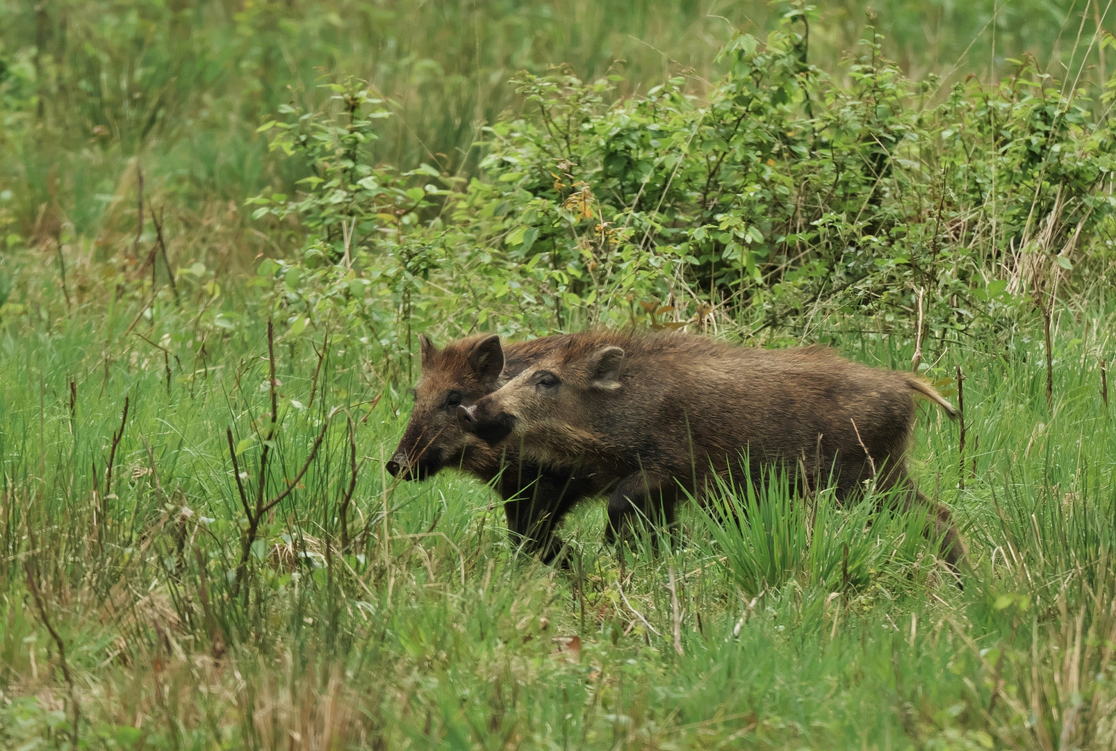 Lebensraum Wald - Wildschweine -