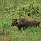 Lebensraum Wald - Wildschweine -