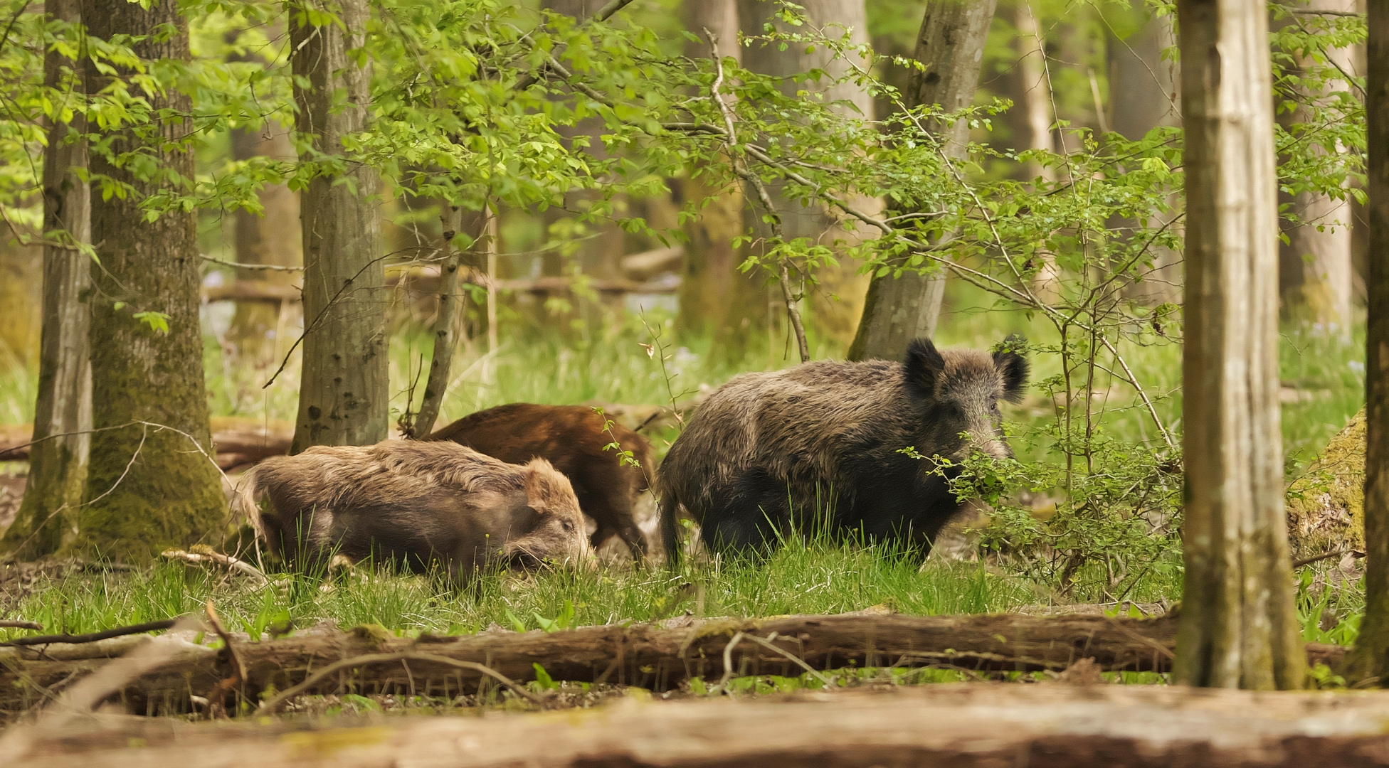 Lebensraum Wald - Wildschweine -