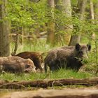 Lebensraum Wald - Wildschweine -