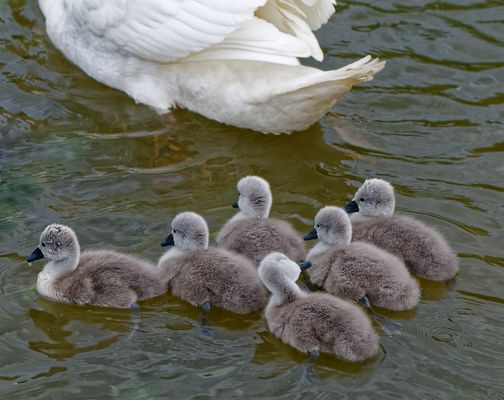 Lebensraum Wasser 05