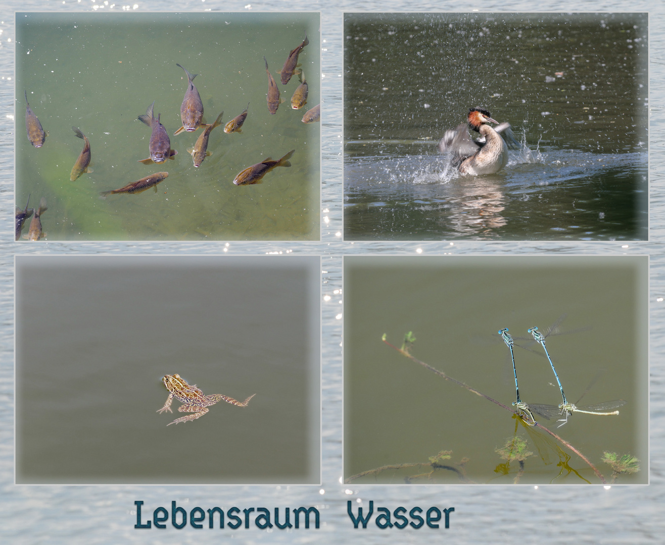 Lebensraum Wasser