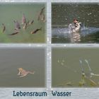 Lebensraum Wasser