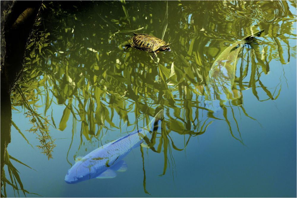Lebensraum Wasser Foto & Bild tiere, zoo, wildpark & falknerei