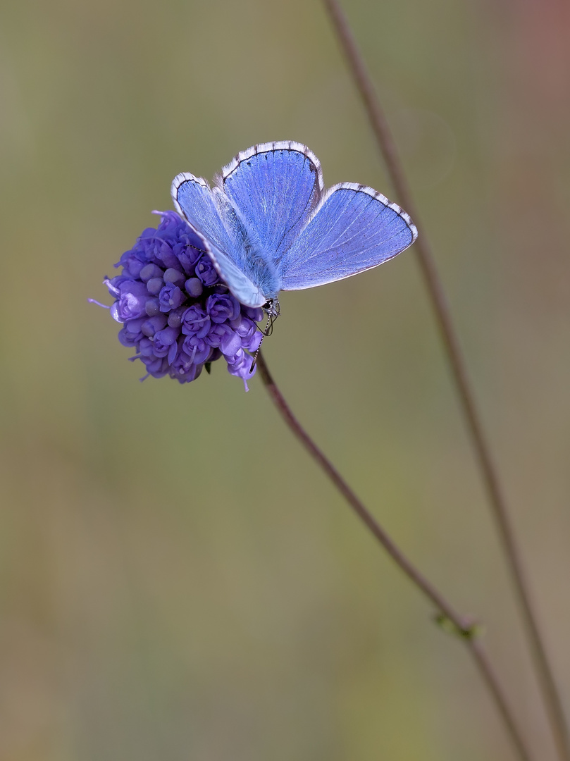 Lebensraum Wiese