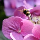 Lebenswelt der Gartenhummel