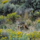 Lebenswert, Kojote in Nevada