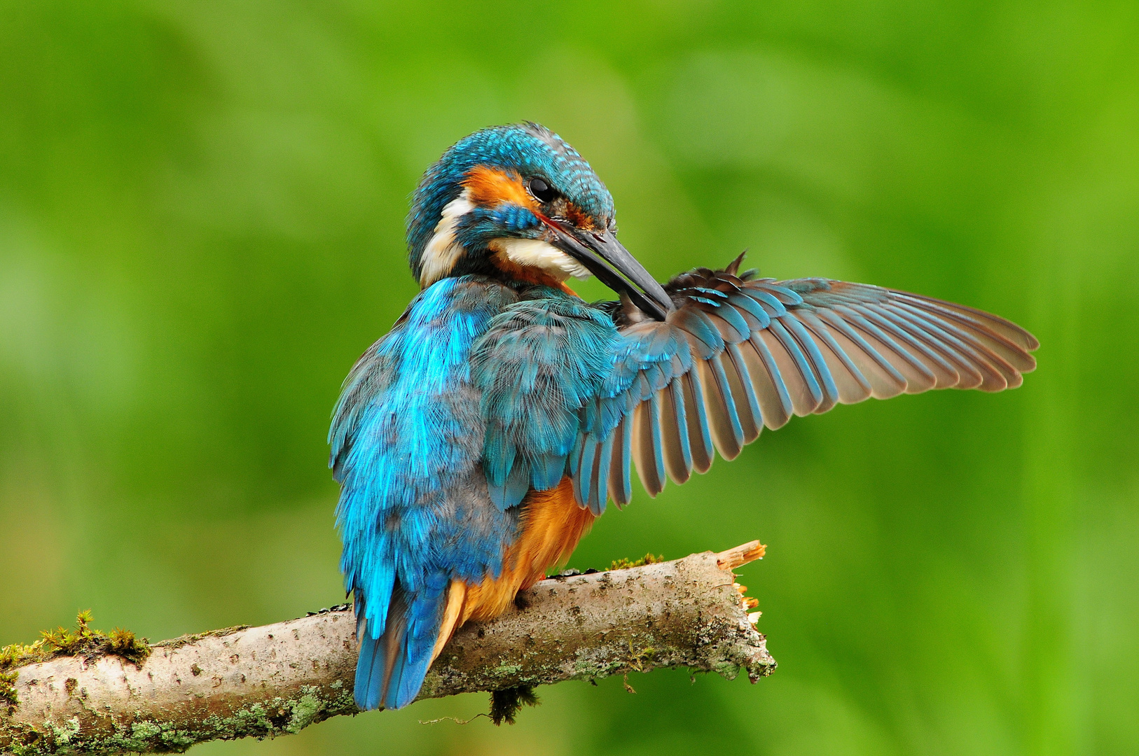 Lebenswichtig - die Gefiederpflege beim Eisvogel