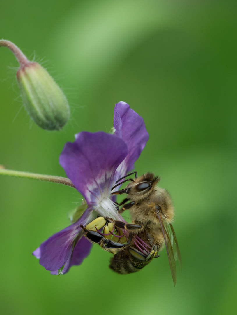 Lebenswichtige Biene