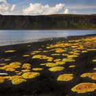 Lebenszeichen im Lavasand (Island)