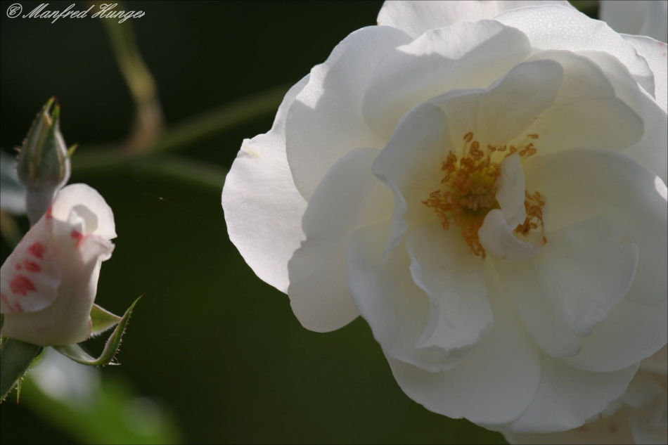 Lebenszyklus einer Rosenblüte ;-)