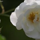 Lebenszyklus einer Rosenblüte ;-)