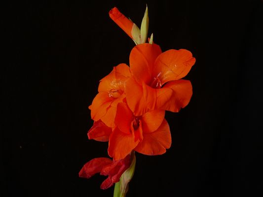 Lebenszyklus :Kommen, Blühen,Vergehen