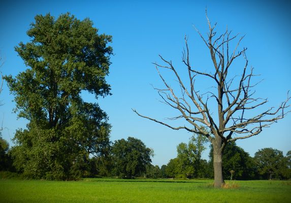 ---(((--leben+tod-------