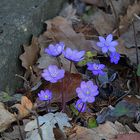 Leber- Blümchen - Tag