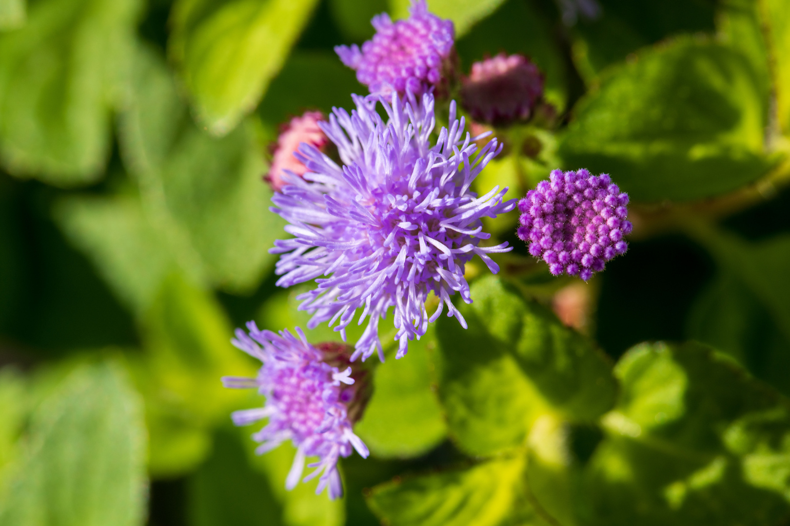 Leberbalsam in der Herbstsonne