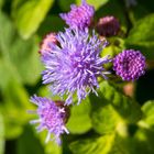 Leberbalsam in der Herbstsonne