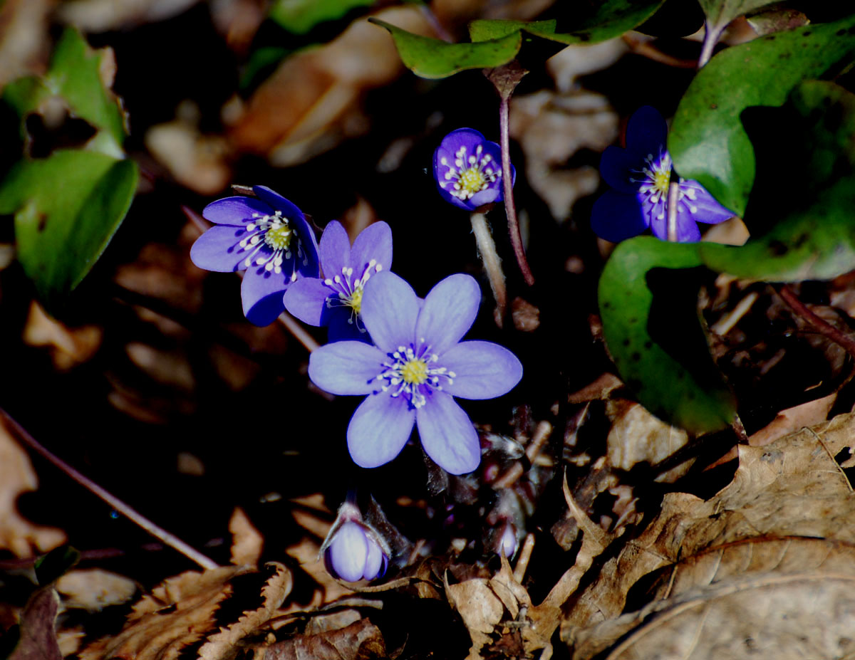 Leberblümche.