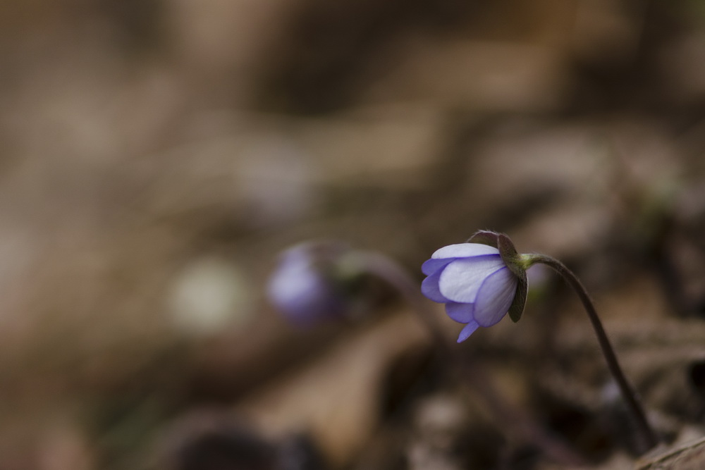 Leberblümchen