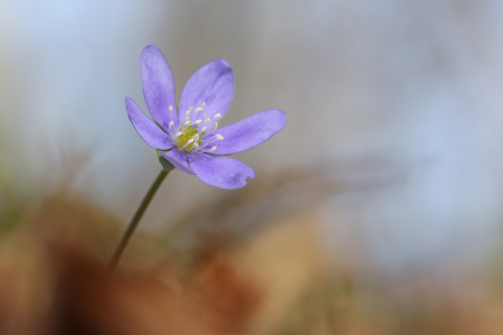 Leber.Blümchen