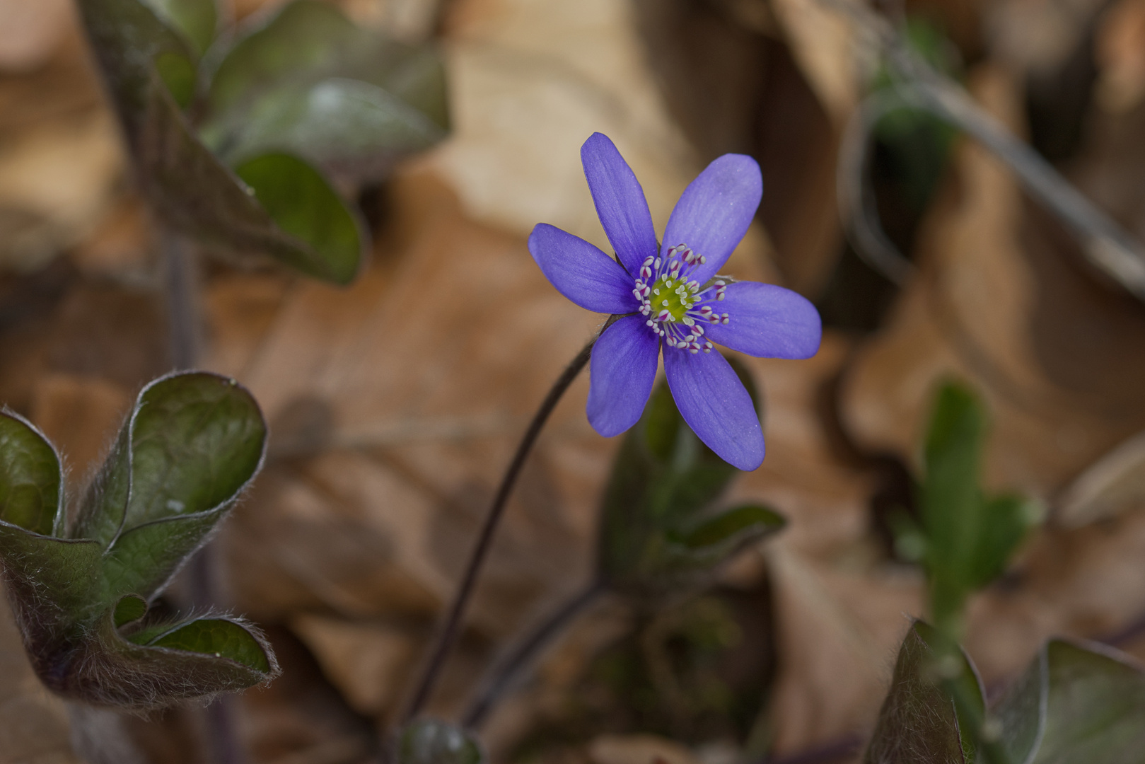 Leberblümchen 02