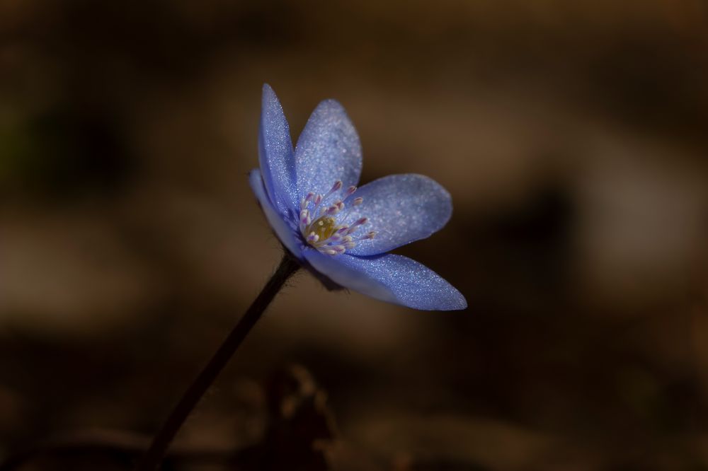 Leberblümchen 02