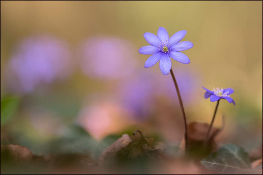 leberblümchen 02/16