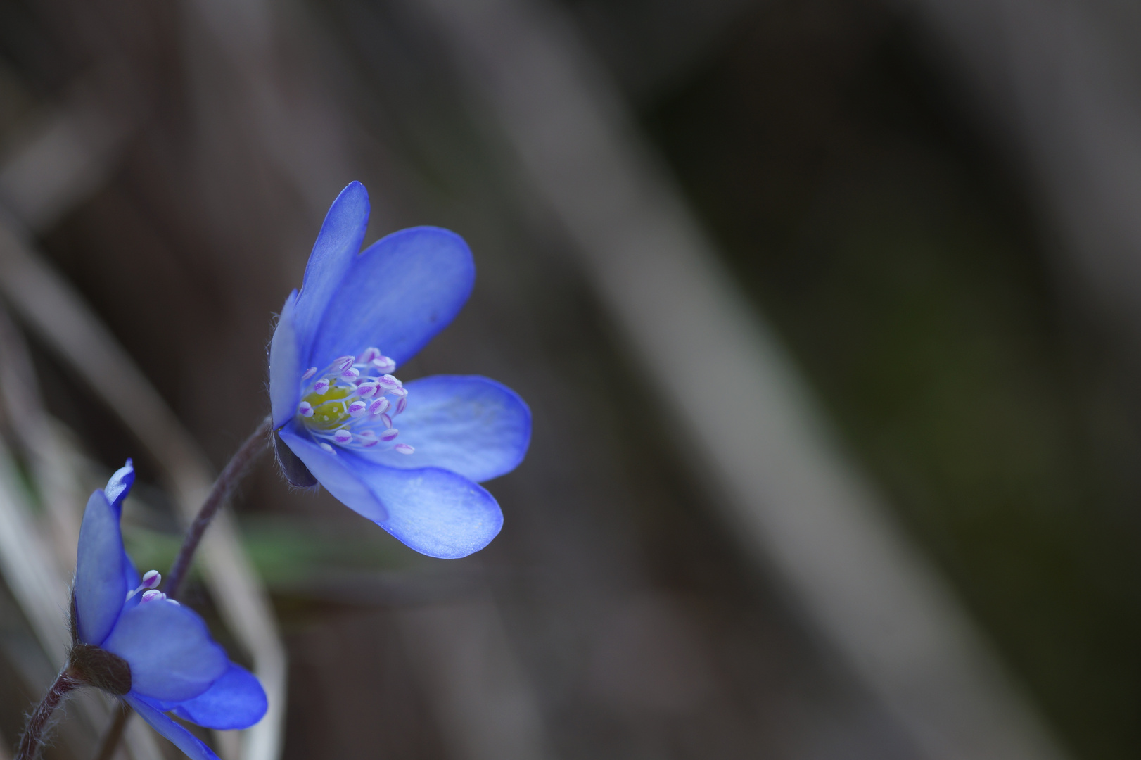 Leberblümchen