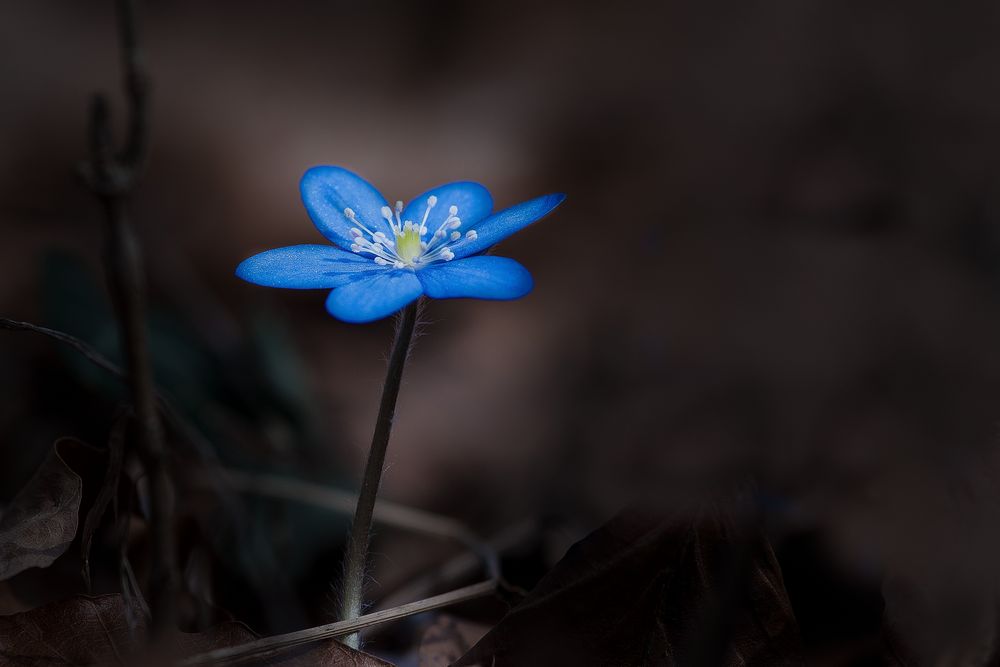 Leberblümchen 03