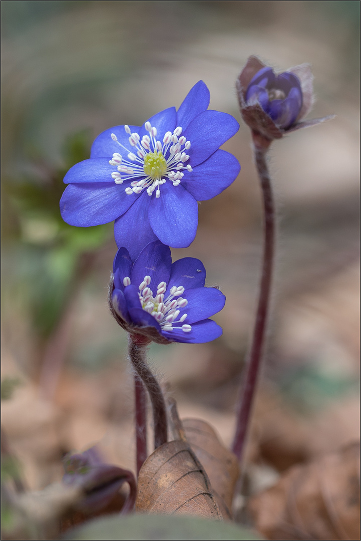 leberblümchen 03/18