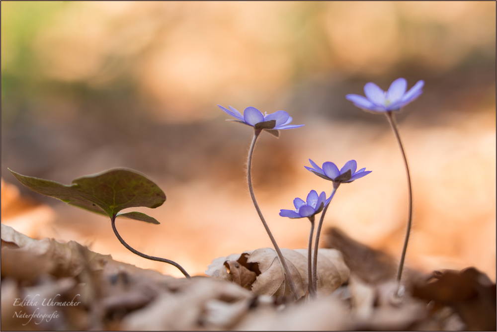 leberblümchen 04/14 ( hepatica nobilis )