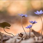 leberblümchen 04/14 ( hepatica nobilis )