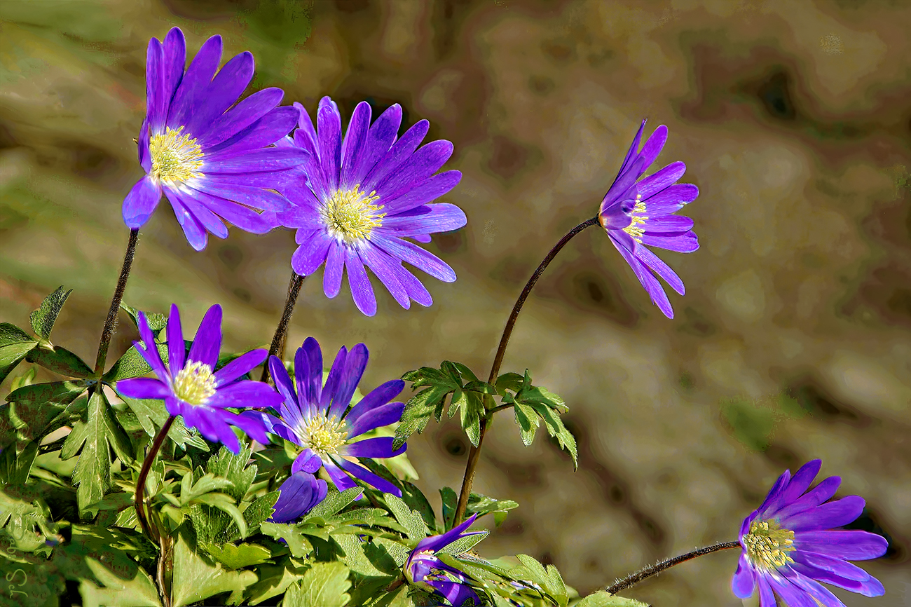 Leberblümchen 