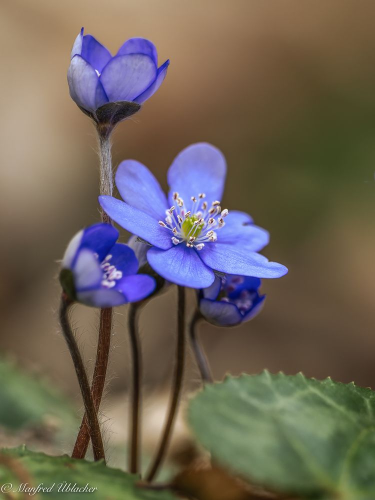 Leberblümchen ...