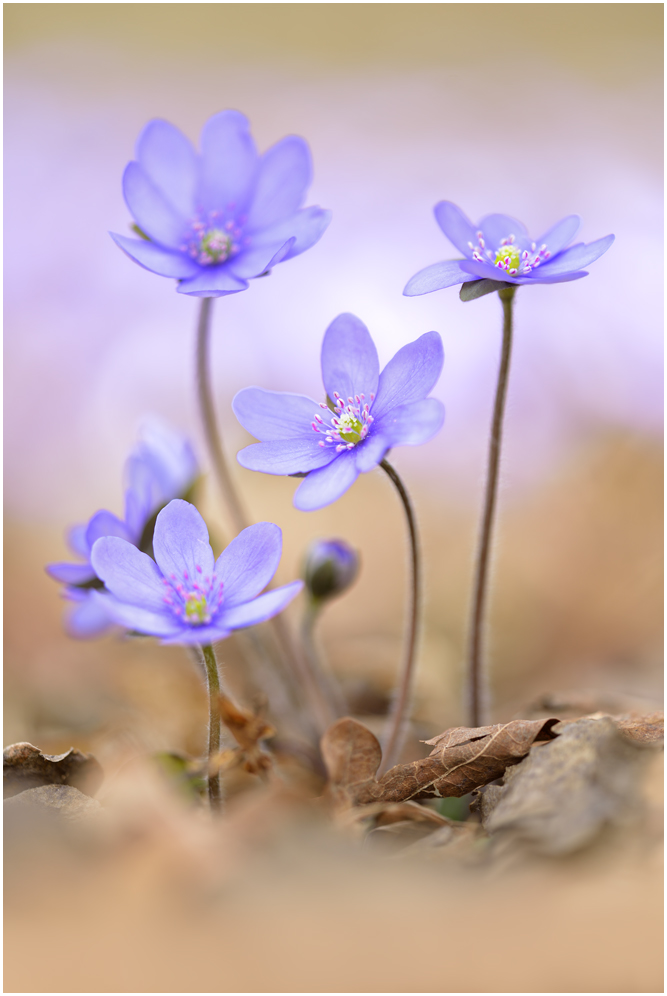 Leberblümchen