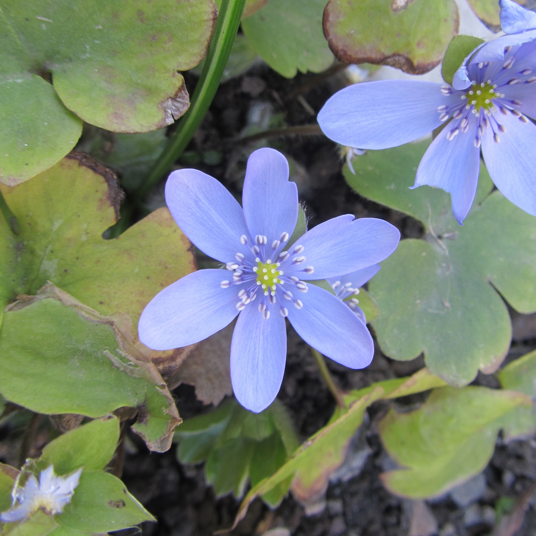 Leberblümchen