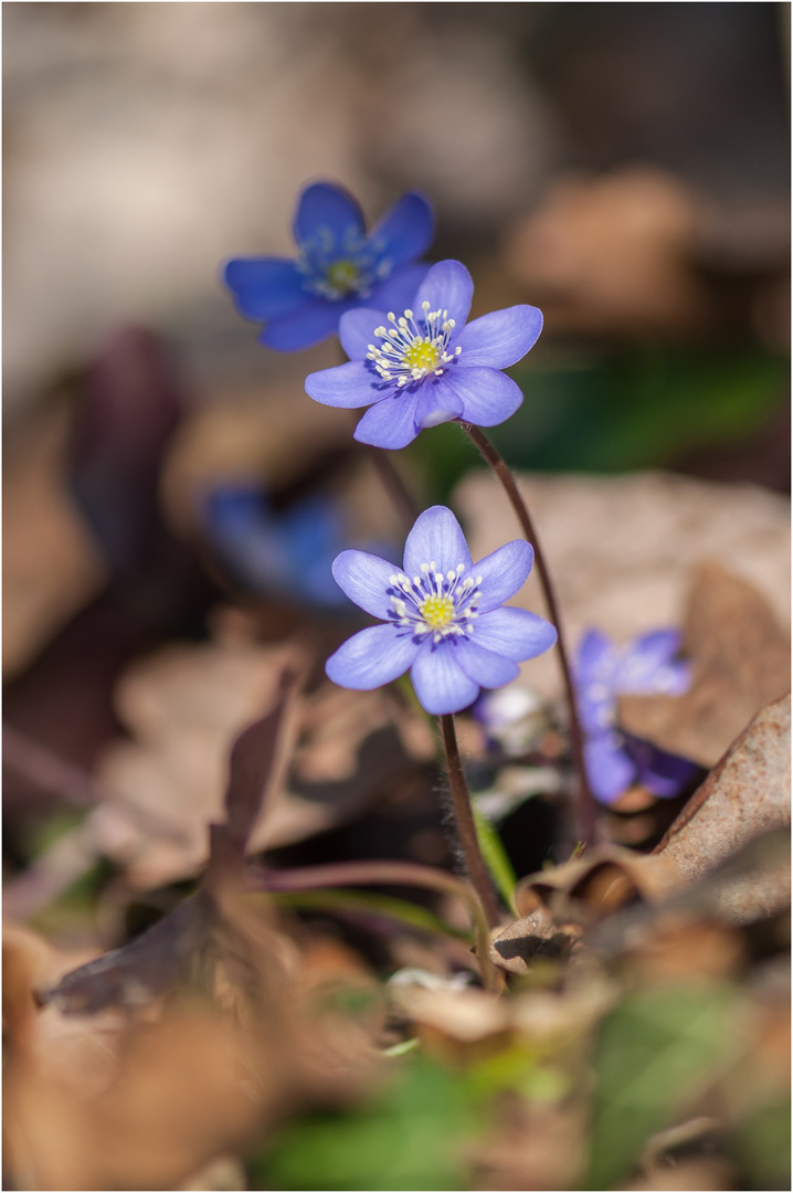 Leberblümchen