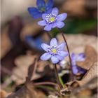 Leberblümchen