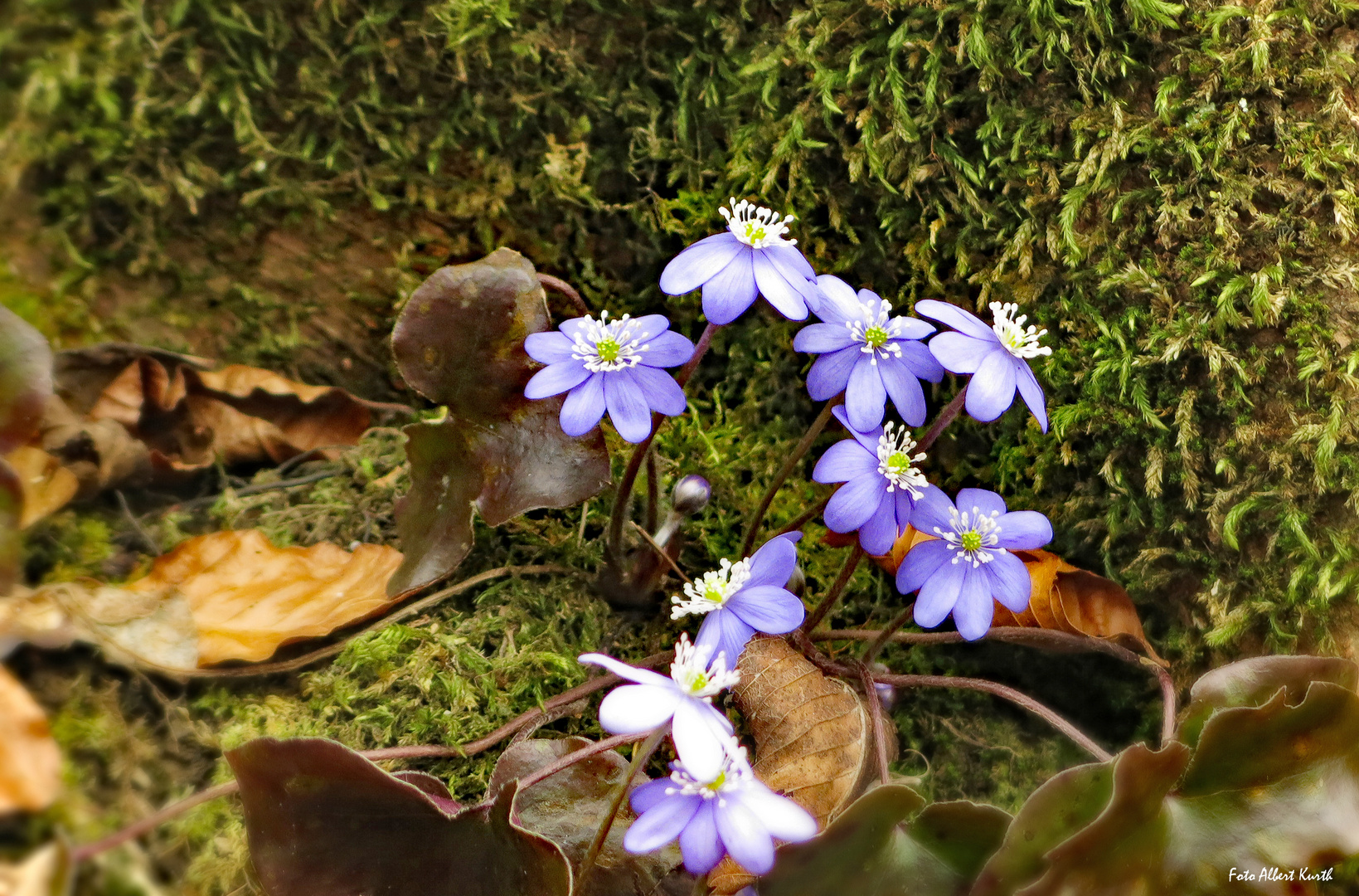 Leberblümchen