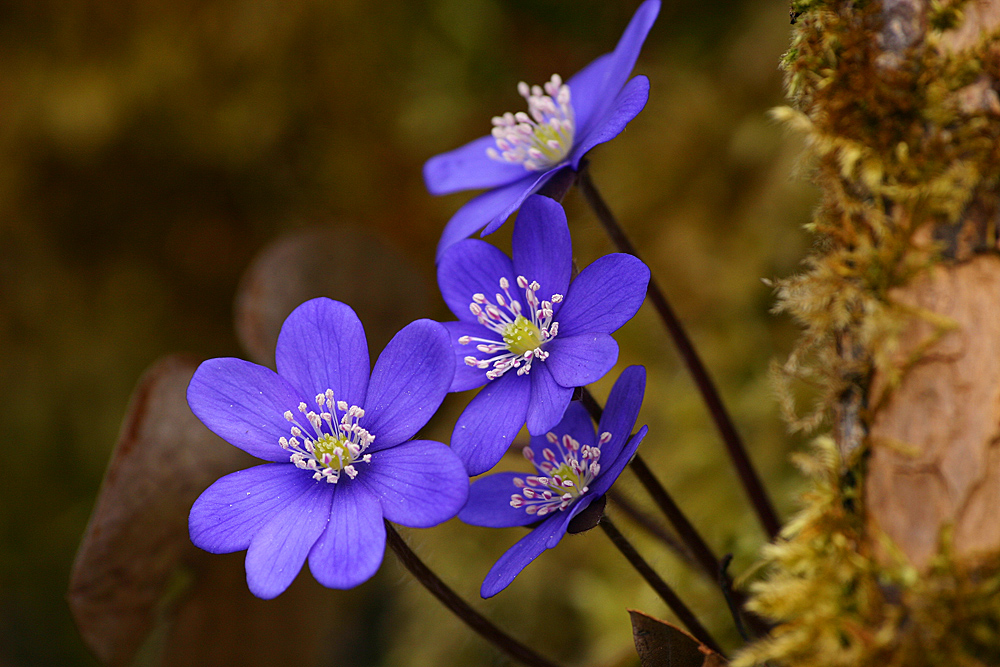 Leberblümchen