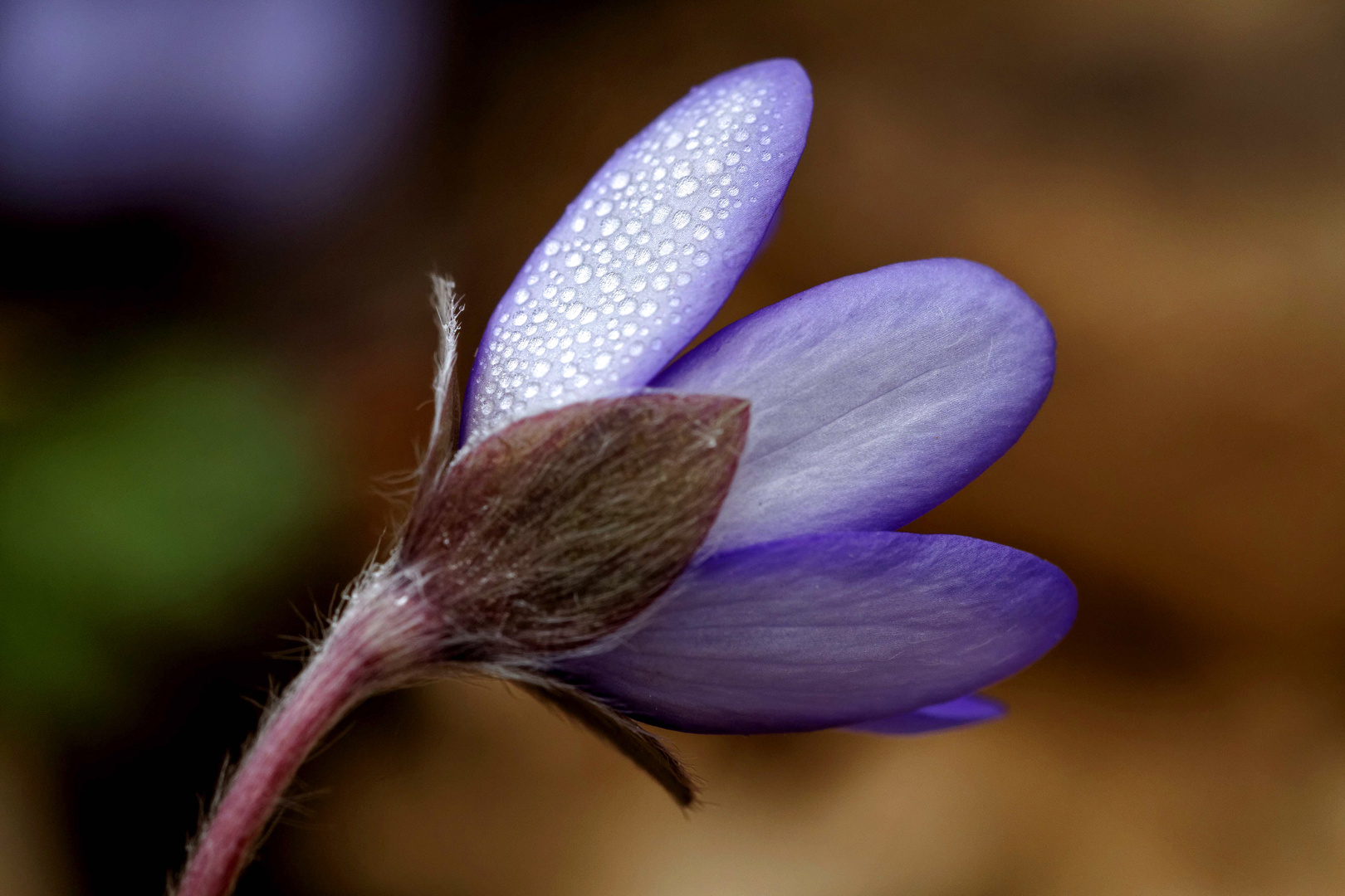 Leberblümchen